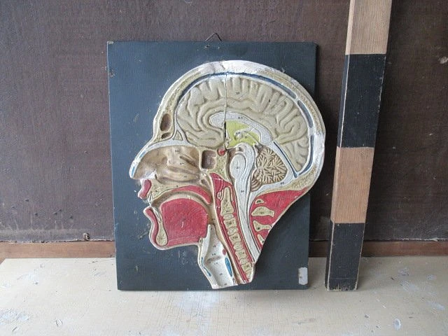 Head section - educational model